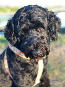 hypoallergenic Portuguese Water Dog